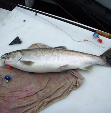 salmon fishing photos