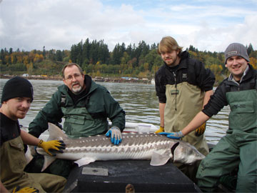 Fraser River sturgeon fishing guide photos